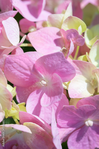 Hydrangea, soft focus.