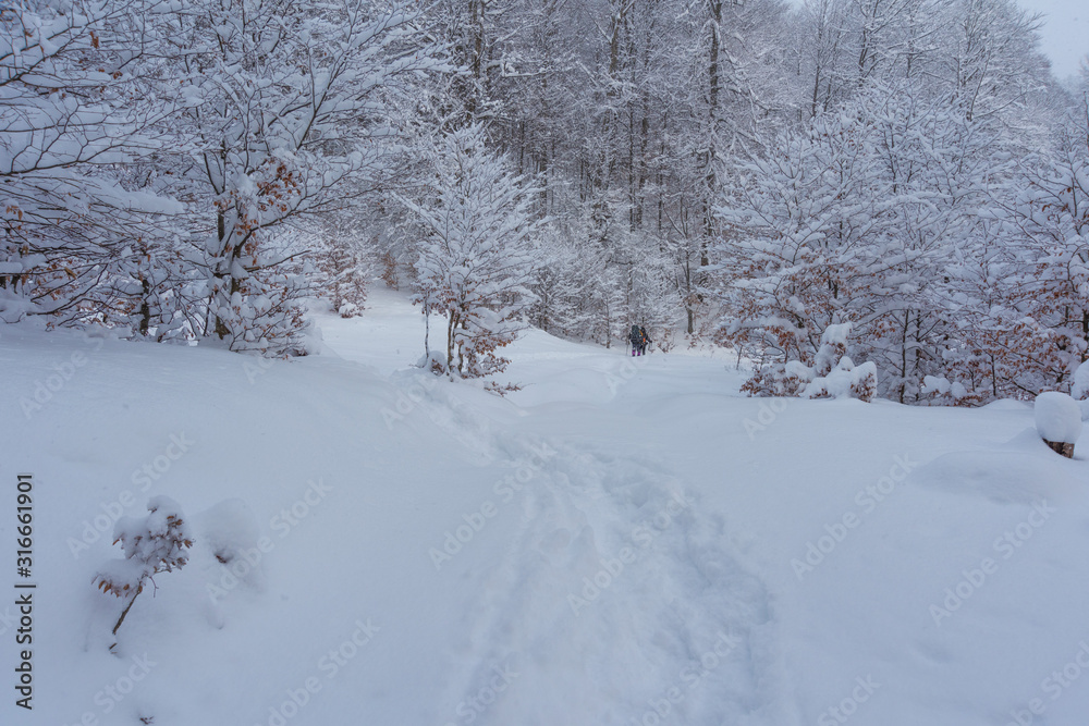 Winter in the forest in the Ukrainian Carpathian Mountains Winter in the forest in the Ukrainian Carpathian Mountains