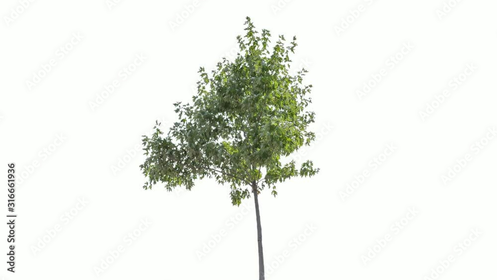 High quality 10bit footage of autumn tree on the wind isolated on white background.  Made from 14bit RAW