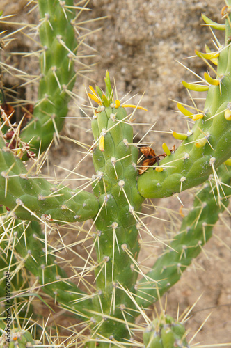 Austrocylindropuntia subulata or eve's pin cactus plant vertical photo