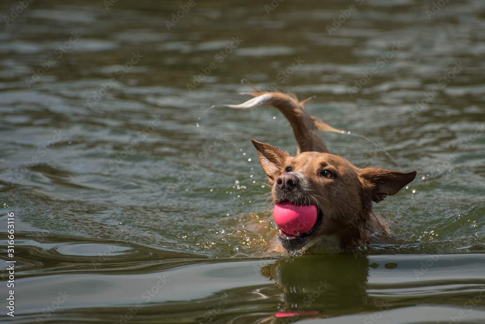 Dog playing with a ball on a lake