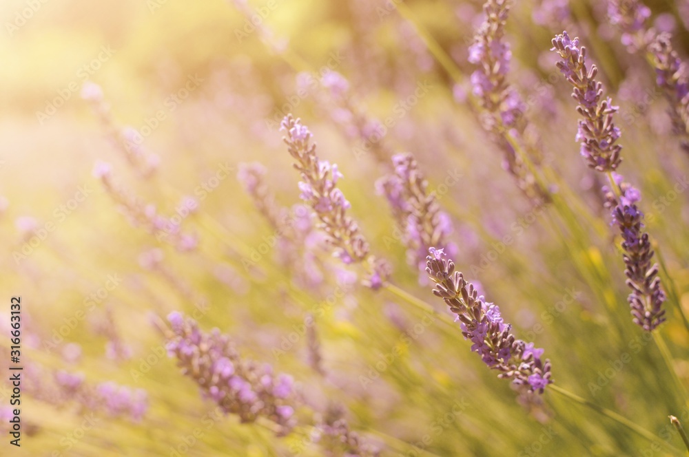 Obraz premium Beautiful purple lavender flower in field with butterflies