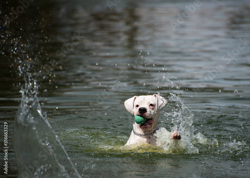Dog playing with a ball on a lake