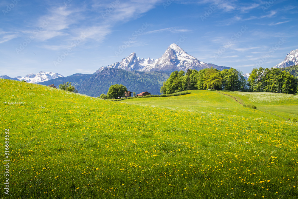 Idyllic landscape in the Alps with blooming meadows and snowcapped mountain peaks in springtime