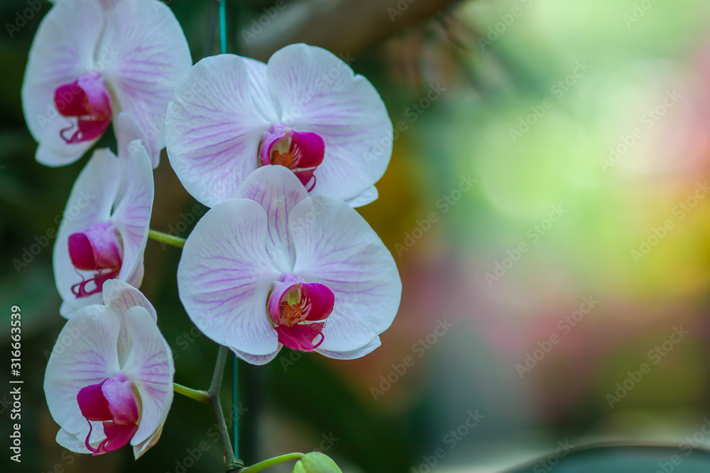 Fototapeta premium Orchid flowers with blured nature copyspace background.