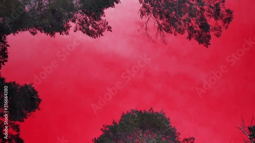 Red forest sky landscape. Color perception disorder - tritanopia, protanopia, color blindness. Psychosomatic disorders photo