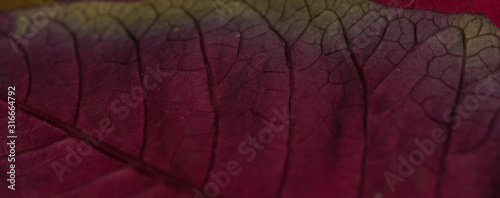 Macro close up of a red   pink leaf