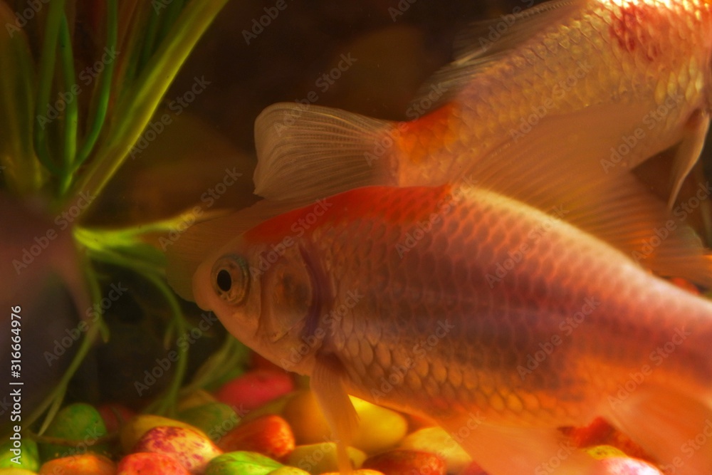 photo of small fish swimming in an aquarium. Fish in the aquarium. Goldfish, Carassius auratus, captive. fishes swimming in aquarium with plants. Goldfish, Carassius auratus, captive. photo of small fish swimming in an aquarium. Fish in the aquarium. Goldfish, Carassius auratus, captive. fishes swimming in aquarium with plants. Goldfish, Carassius auratus, captive.