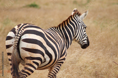 Zebra Tsavo East