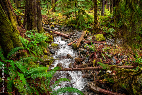 Eden Grove. Vancouver Island, British Columbia, Canada