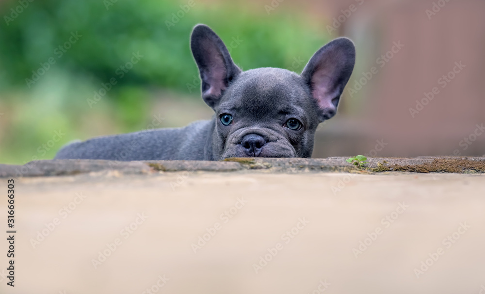 A young French bulldog with big ears wants to hide. Concept: young dogs