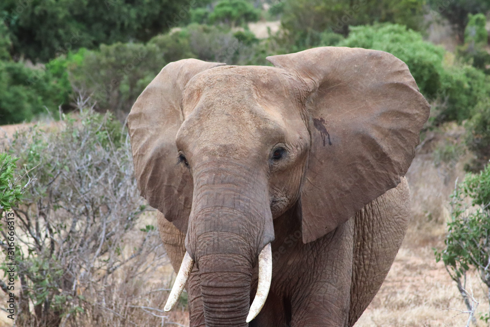 Obraz premium Elefant in Kenia