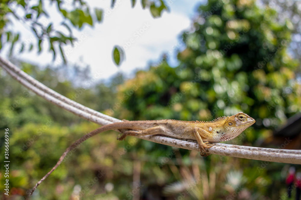 Chameleon on white cable in forest Chameleon on white cable in forest