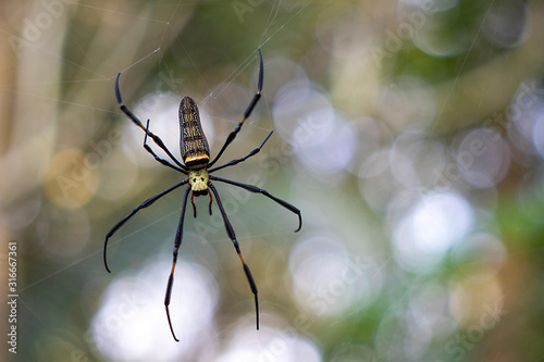 Spider on web in nature forest