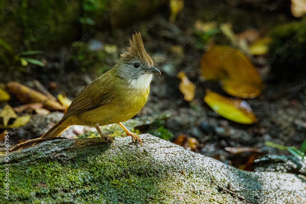 Ochraceous Bulbul perching on rotten tree trunk Ochraceous Bulbul perching on rotten tree trunk