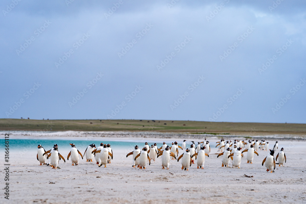Fototapeta premium ペンギン ブリーカー島 フォークランド諸島 Bleaker Island