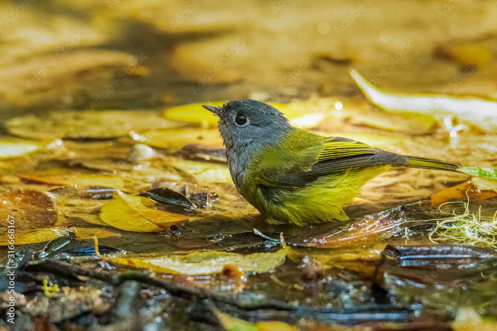 Tiny Grey-headed Canary-flycatcher soaking in water to drink and bathe Tiny Grey-headed Canary-flycatcher soaking in water to drink and bathe