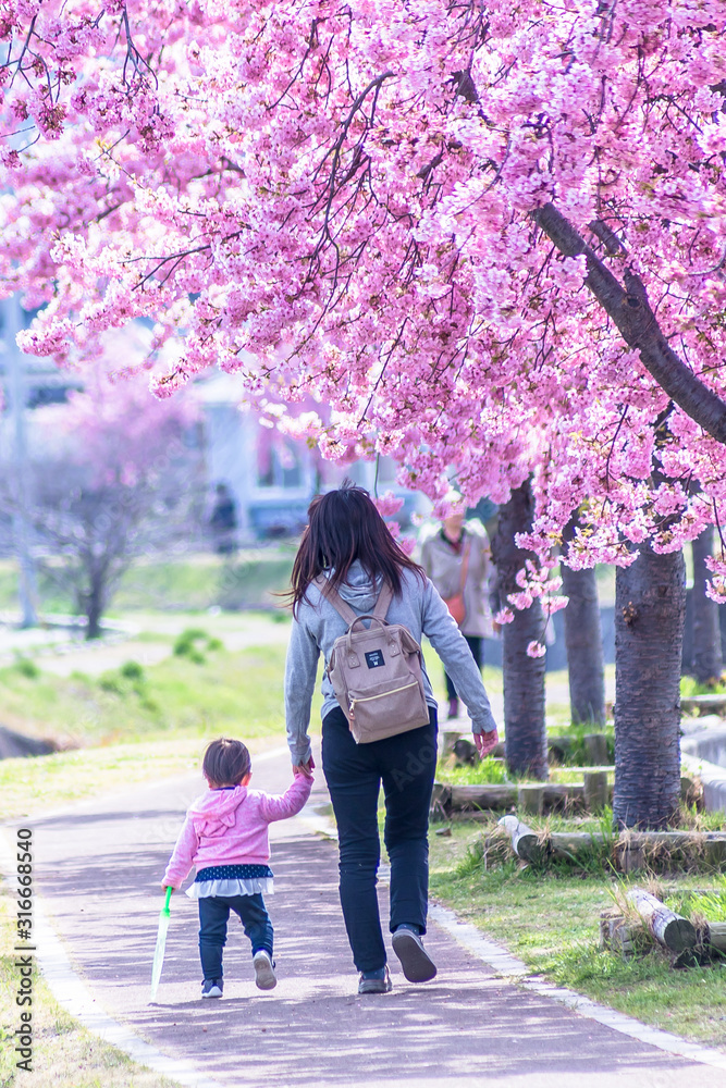 春の暖かい日、早咲きの河津桜を見に行こう! 春の暖かい日、早咲きの河津桜を見に行こう!