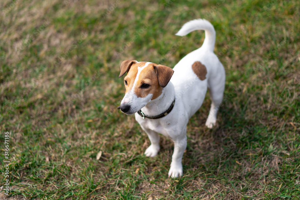 smooth-haired jack russell terrier plays on the lawn, runs and has fun