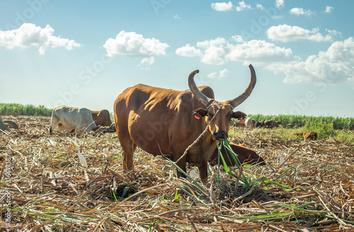 Fototapeta Naklejka Na Ścianę i Meble -  Sugarcane harvest, the oxen (bulls) in the cane field