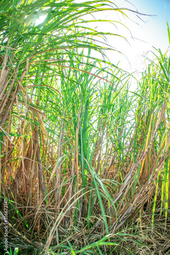 Sugarcane harvest, green cane plant 