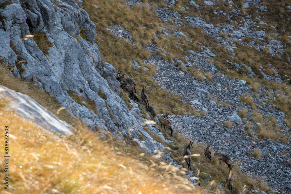 A herd of chamoises on a steep terrain A herd of chamoises on a steep terrain