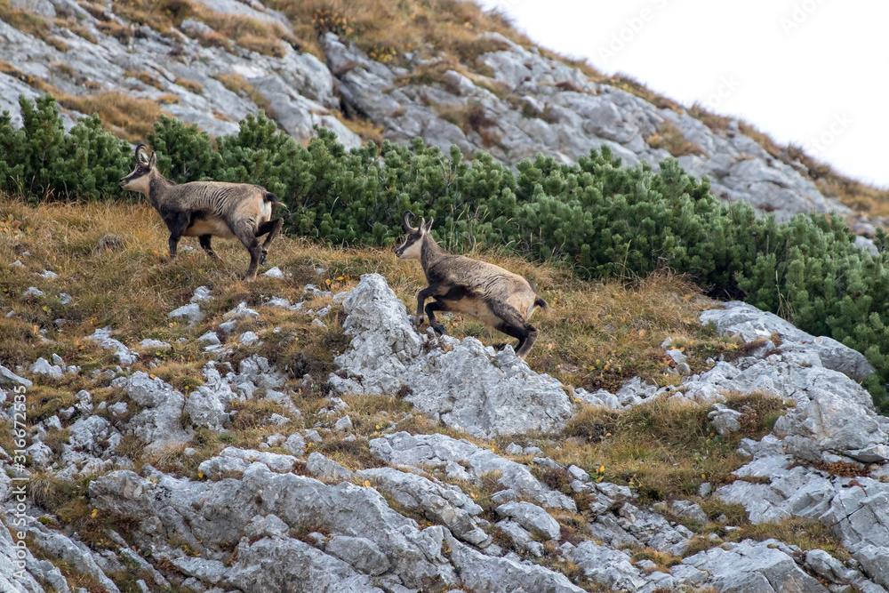 Two big Chamoises on a mountain pasture Two big Chamoises on a mountain pasture