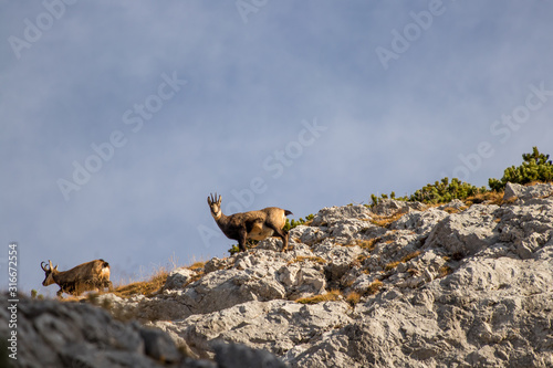 Two chamoises on a mountain side photo