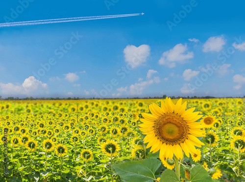 The beautiful of sunflower plant field with the  beautiful blue sky cloud in Thailand.