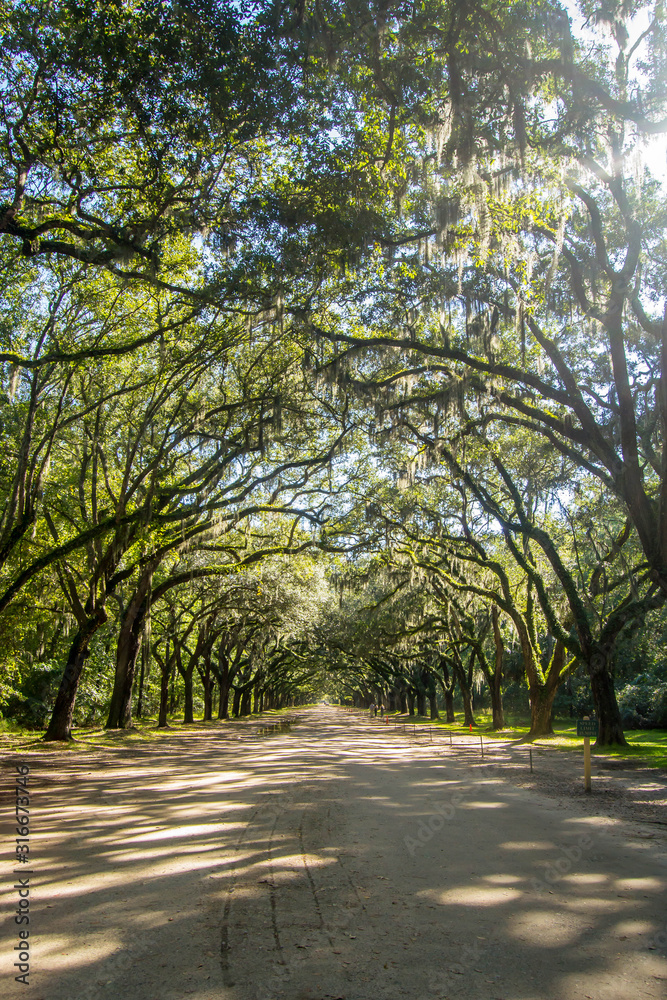 Beautiful canopy trees over dirt road