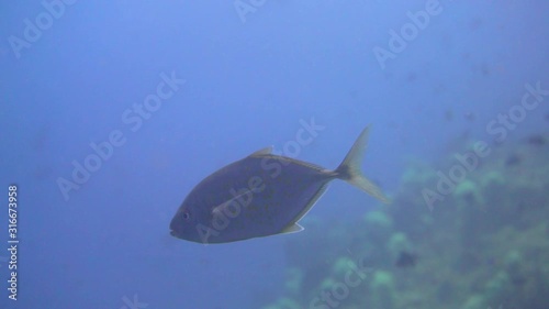 a yellowfin trevally swimming in the blue photo