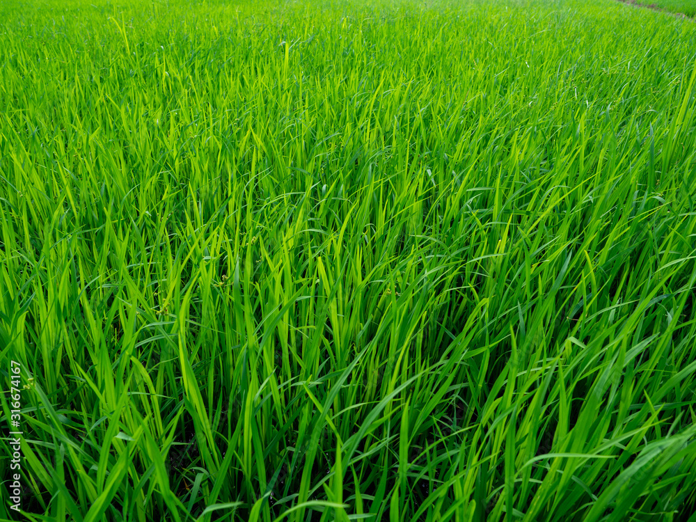 Green rice plants in the growing fields,Swamp rice plant, Background is blue sky and White clouds Beautiful nature in Ayutthaya Thailand,Tourist attraction