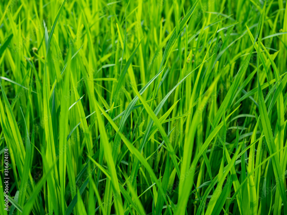 Green rice plants in the growing fields,Swamp rice plant, Background is blue sky and White clouds Beautiful nature in Ayutthaya Thailand,Tourist attraction Green rice plants in the growing fields,Swamp rice plant, Background is blue sky and White clouds Beautiful nature in Ayutthaya Thailand,Tourist attraction