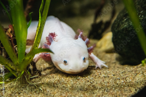 A closeup of a Axolotl walking on sand.  Vancouver Aquarium  BC Canada