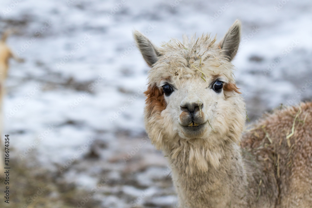 Obraz premium Close up of White Alpaca Looking Straight Ahead. Beautiful llama farm animal at petting zoo.