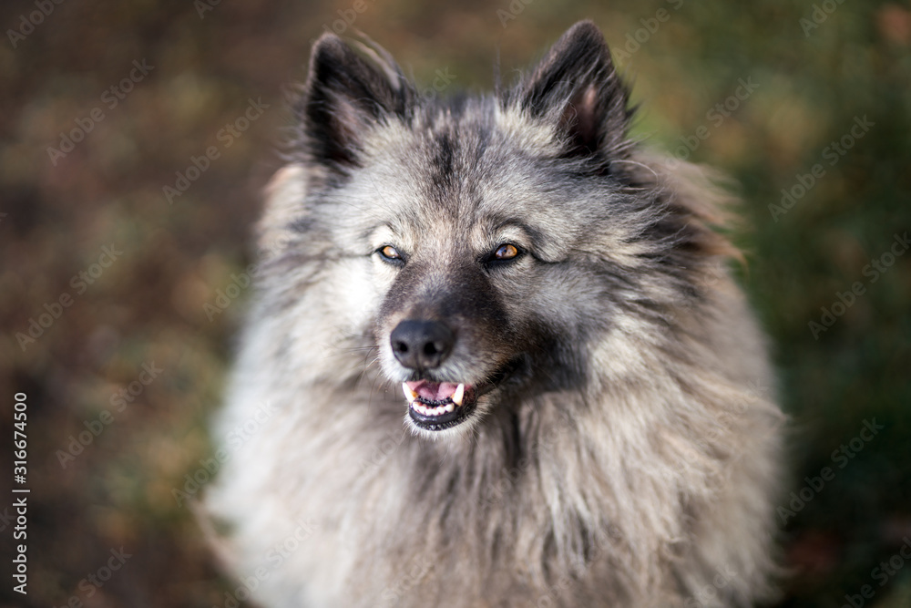 Gray dog Keeshond