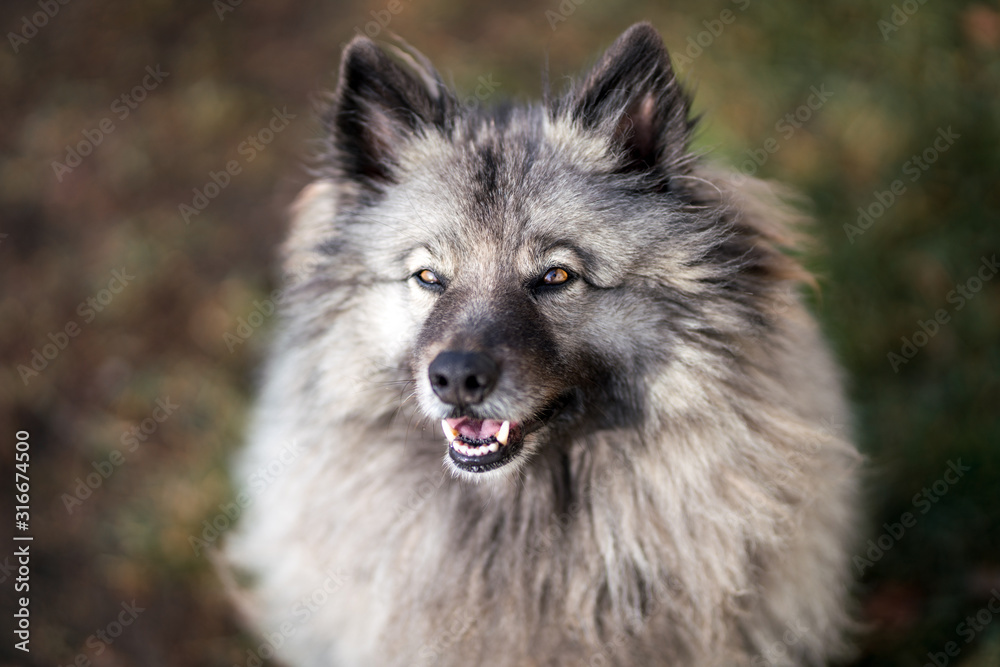 Gray dog Keeshond Gray dog Keeshond