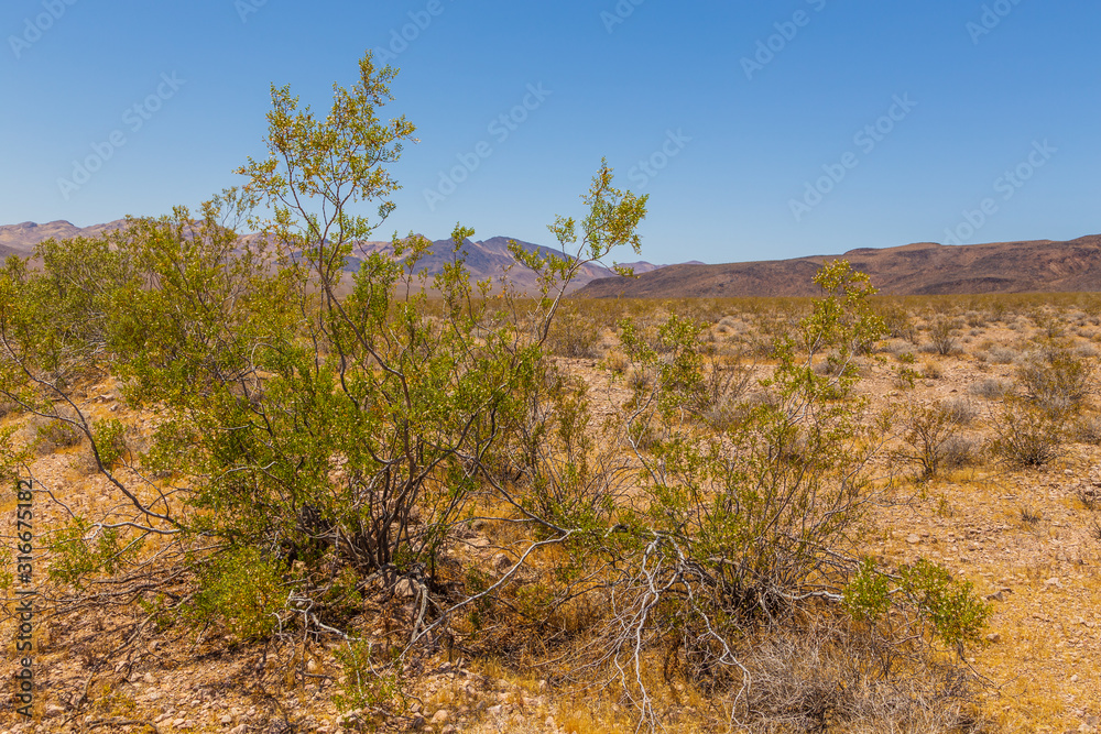 View of the Death Valley National Park, California, USA. View of the Death Valley National Park, California, USA.