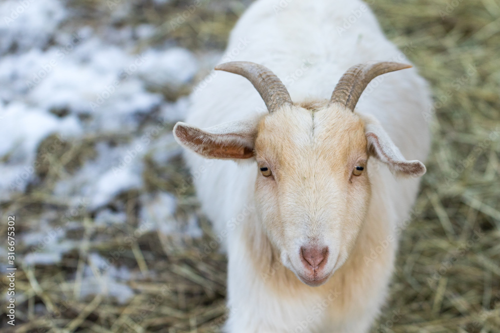 Cute funny dwarf goat looking at camera. Beautiful farm animal at petting zoo.