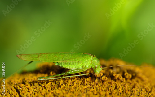 Close-up of a green grasshopper in summer, sitting on a fading sunflower and cleaning its hind legs, with space for text
