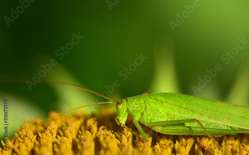 Close-up of a green grasshopper in the summer sitting on a fading sunflower and resting in the sun with space for text