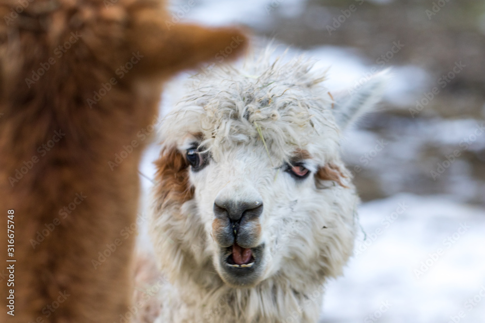 Close up of White Alpaca Looking Straight Ahead. Beautiful llama farm animal at petting zoo.