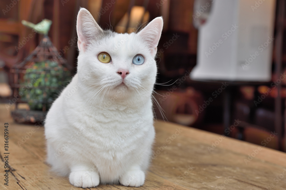 White Cat, Odd Eyed Phänomen