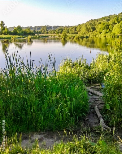 forest pond on a Sunny summer day