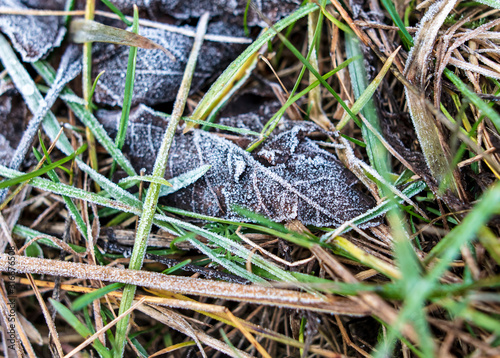 Frozen leaves on the ground in the park