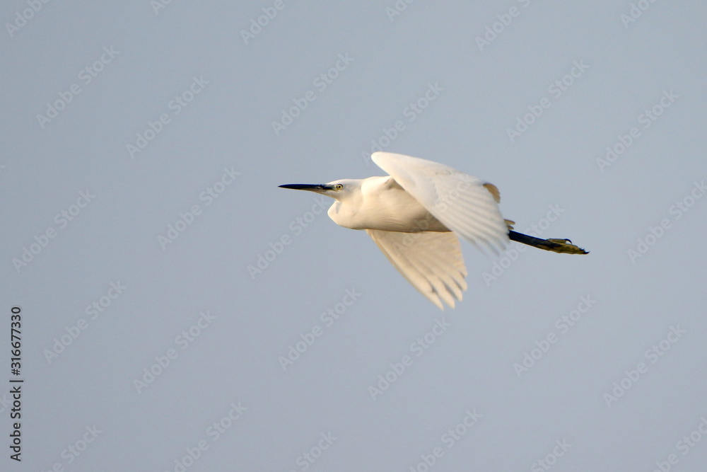 Egret Egret