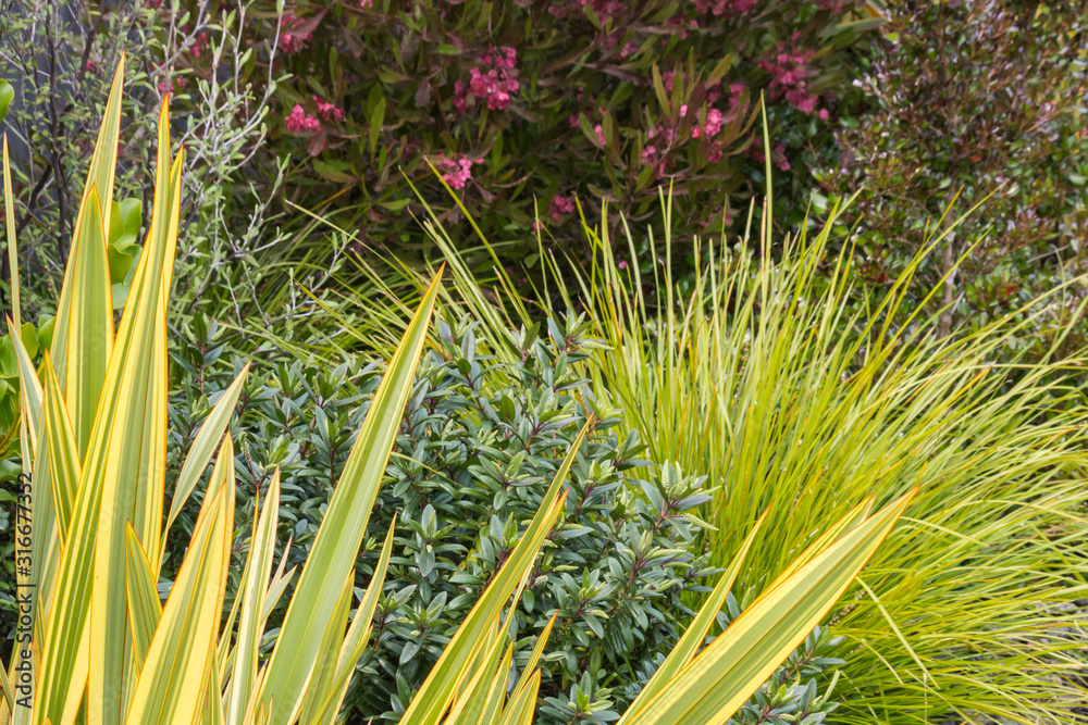 various New Zealand native screening plants growing in garden Stock ...