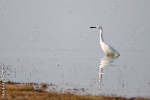 Egret © William