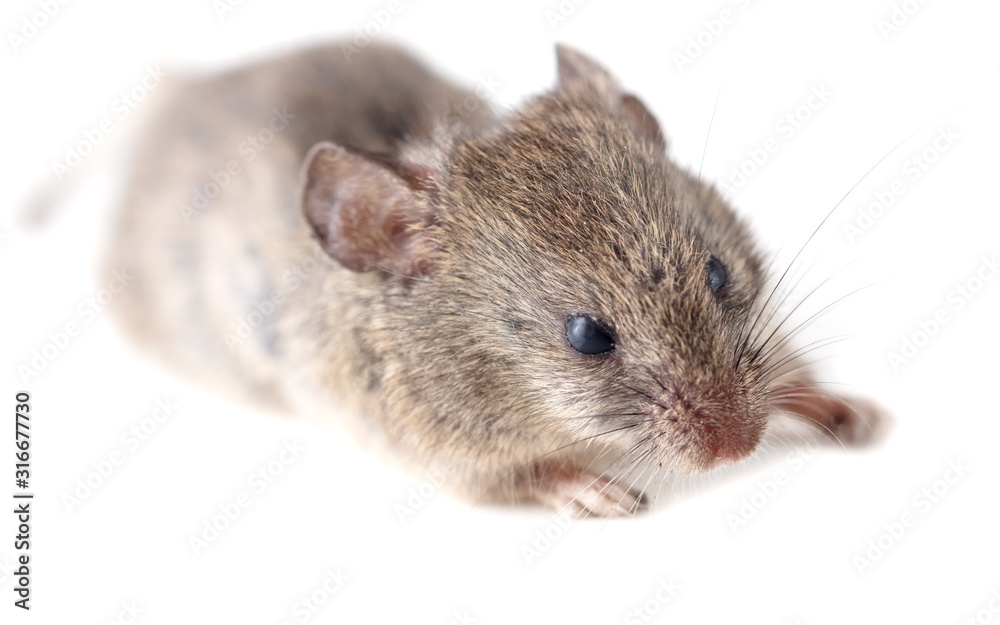 Mouse isolated on a white background Mouse isolated on a white background