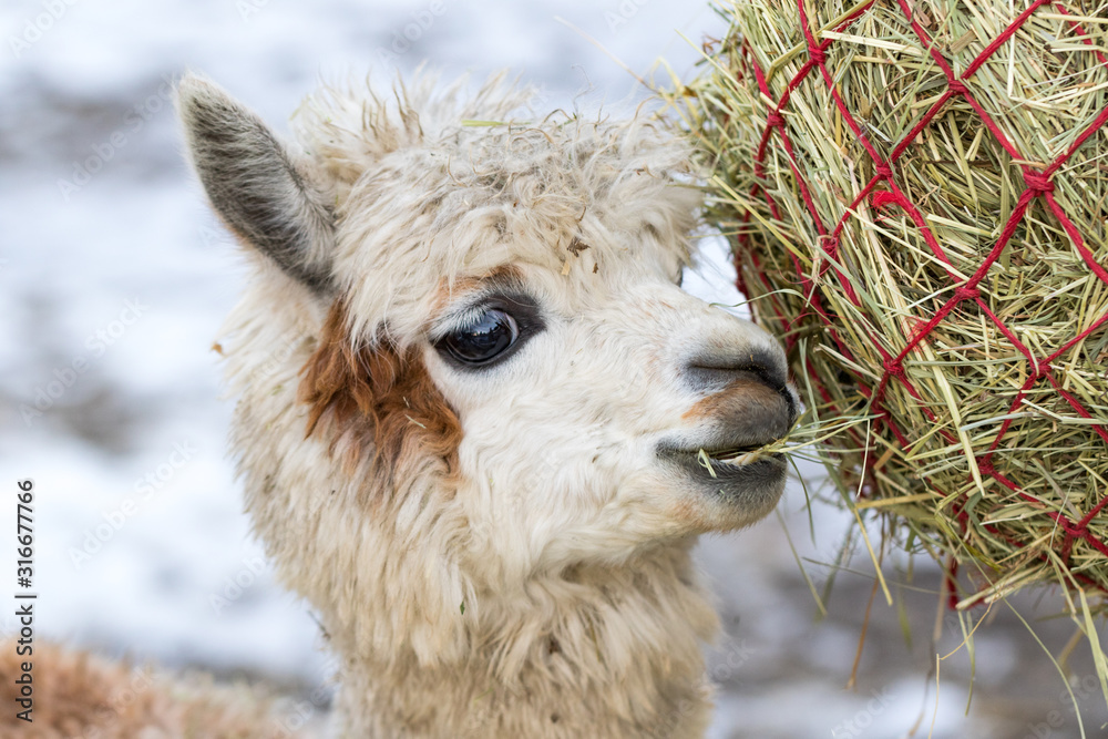 Portrait of a cute alpaca munching on hay. Beautiful llama farm animal at petting zoo.
